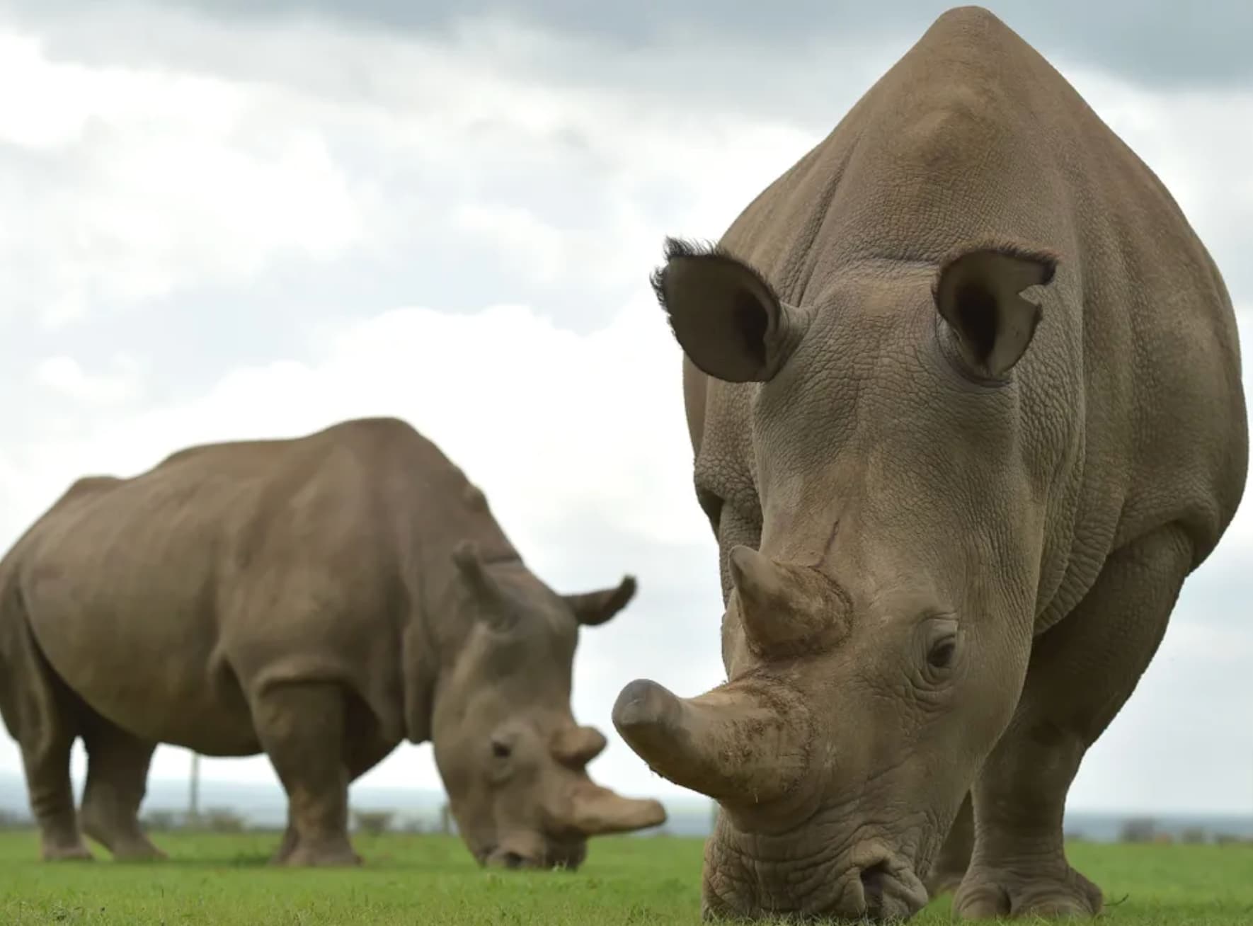 In September 2023, scientists impregnated a female rhino using IVF, a method that could help bring the species back from the brink of extinction. 